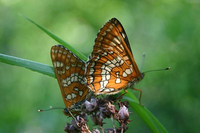 Euphydryas maturna
