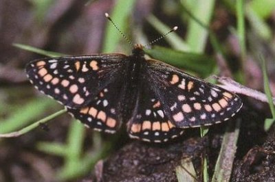 Euphydryas maturna
