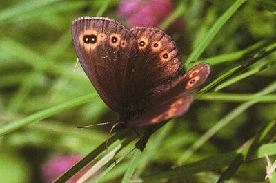 Erebia medusa