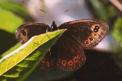 Erebia medusa