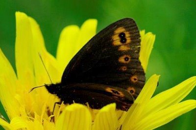 Erebia medusa psodea