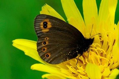 Erebia medusa psodea