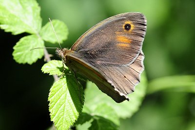 Maniola megala