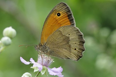 Maniola megala
