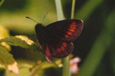 Erebia melampus