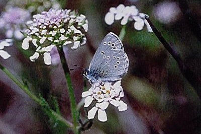 Glaucopsyche melanops algirica