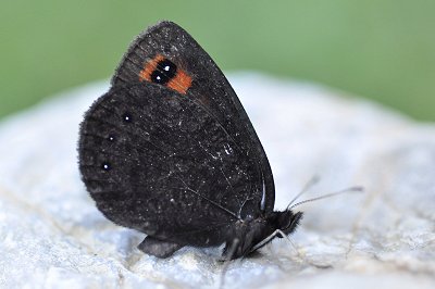 Erebia melas runcensis