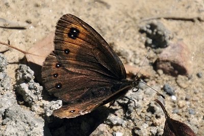 Erebia melas runcensis