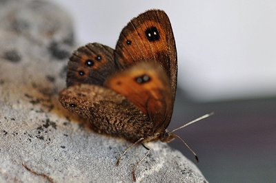 Erebia melas runcensis