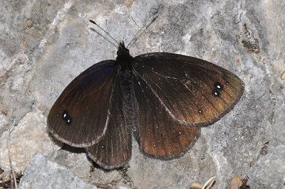 Erebia melas schawerdae