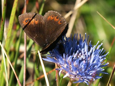 Erebia meolans