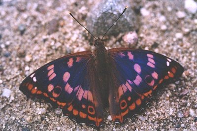 Apatura metis