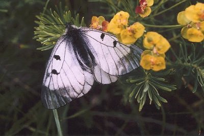 Parnassius mnemosyne