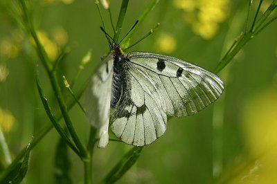 Parnassius mnemosyne
