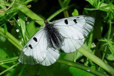 Parnassius mnemosyne transsylvanica