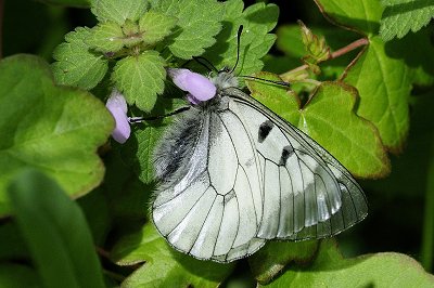 Parnassius mnemosyne transsylvanica