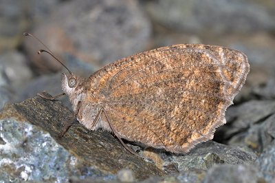 Pseudochazara tisiphone