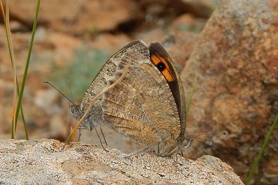 Pseudochazara tisiphone