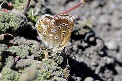 Aricia morronensis ramburi