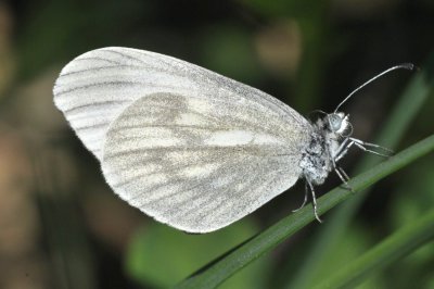 Leptidea morsei
