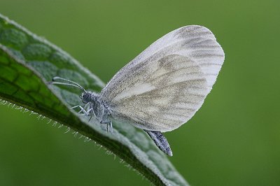 Leptidea morsei