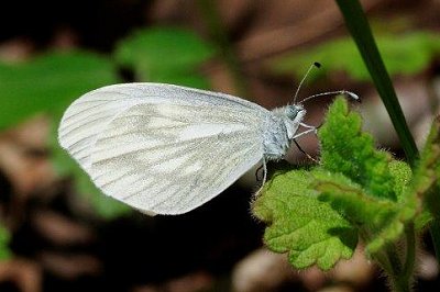 Leptidea morsei