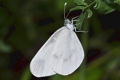 Leptidea morsei