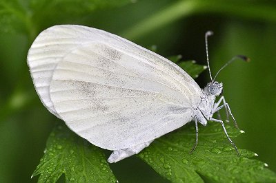 Leptidea morsei