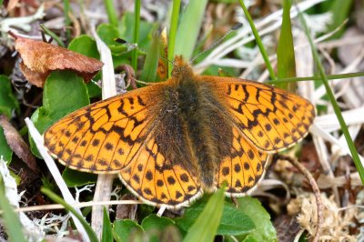 Boloria napaea