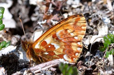 Boloria napaea