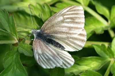 Pieris napi adalwinda