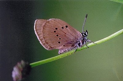 Phengaris nausithous
