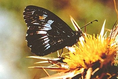 Hipparchia neomiris