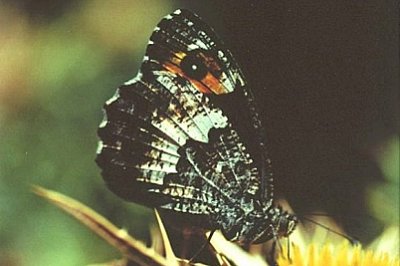 Hipparchia neomiris
