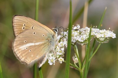 Polyommatus nephohiptamenos