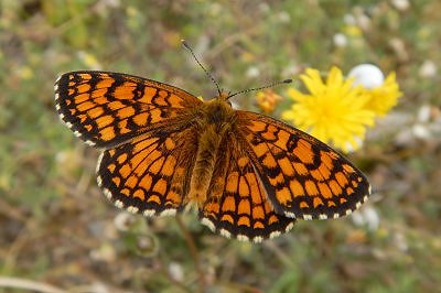 Melitaea nevadensis