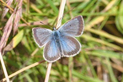 Aricia nicias scandica