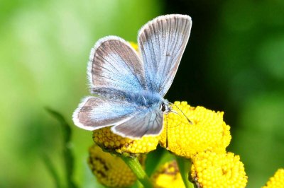 Aricia nicias scandica