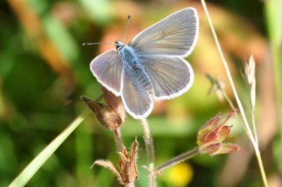 Aricia nicias scandica