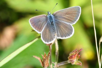 Aricia nicias scandica