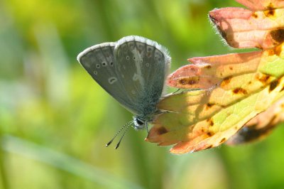 Aricia nicias scandica
