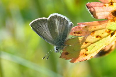 Aricia nicias scandica