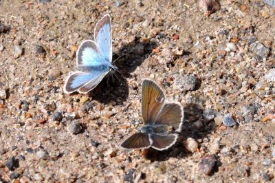 Aricia nicias scandica