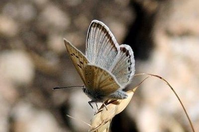 Polyommatus nivescens