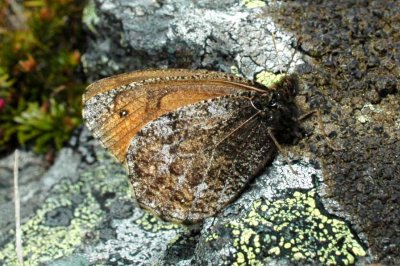 Oeneis norna