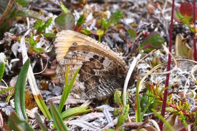 Oeneis norna
