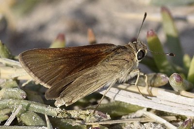 Gegenes nostrodamus