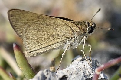 Gegenes nostrodamus