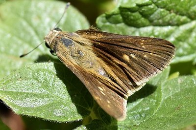 Gegenes nostrodamus