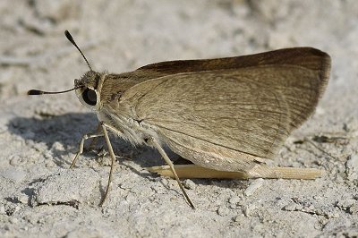 Gegenes nostrodamus
